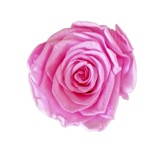 Mini Flower Box Różowe - Różowa Wieczna Róże