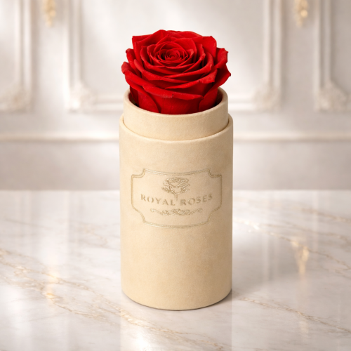 Flowerbox Beżowy Mini & Czerwona Wieczna Róża