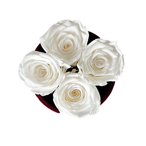 Mały Flower Box Bordo - Białe Wieczne Róże