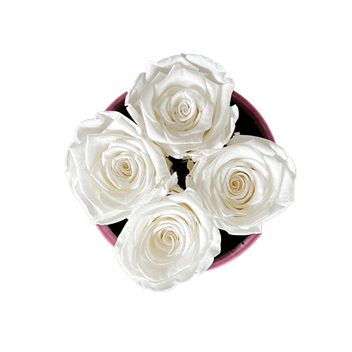 Mały Flower Box Różowe - Białe Wieczne Róże