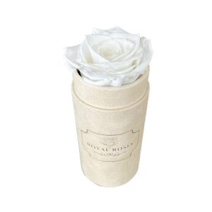 Mini Flower Box Beżowy - Biała Wieczna Róża