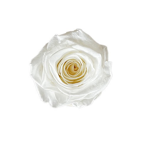 Mini Flower Box Różowe - Biała Wieczna Róża