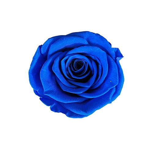 Niebieska wieczna róża