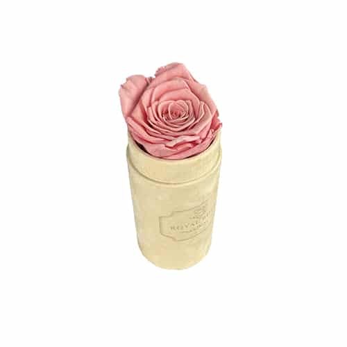 Flower Box Mini Beżowy - Wieczna róża Pudrowy róż