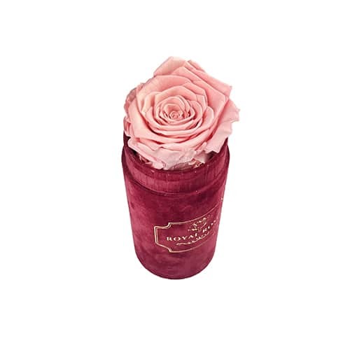 Flower Box Mini Bordowy - Wieczna róża Pudrowy róż