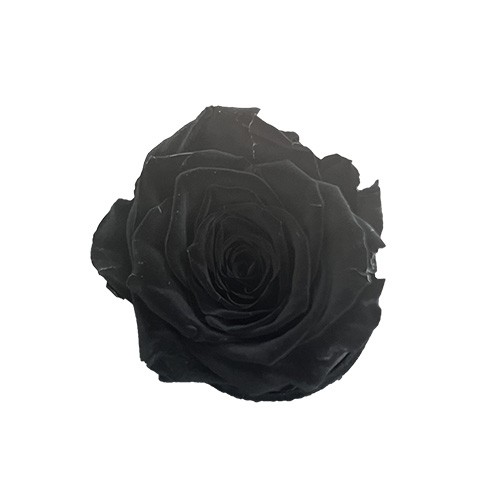 Czarna wieczna róża