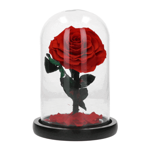 Róża w szkle
