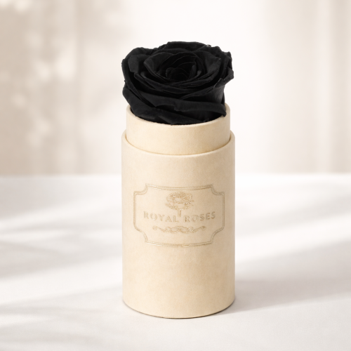 Flowerbox Mini Beżowy & Czarna Wieczna Róża